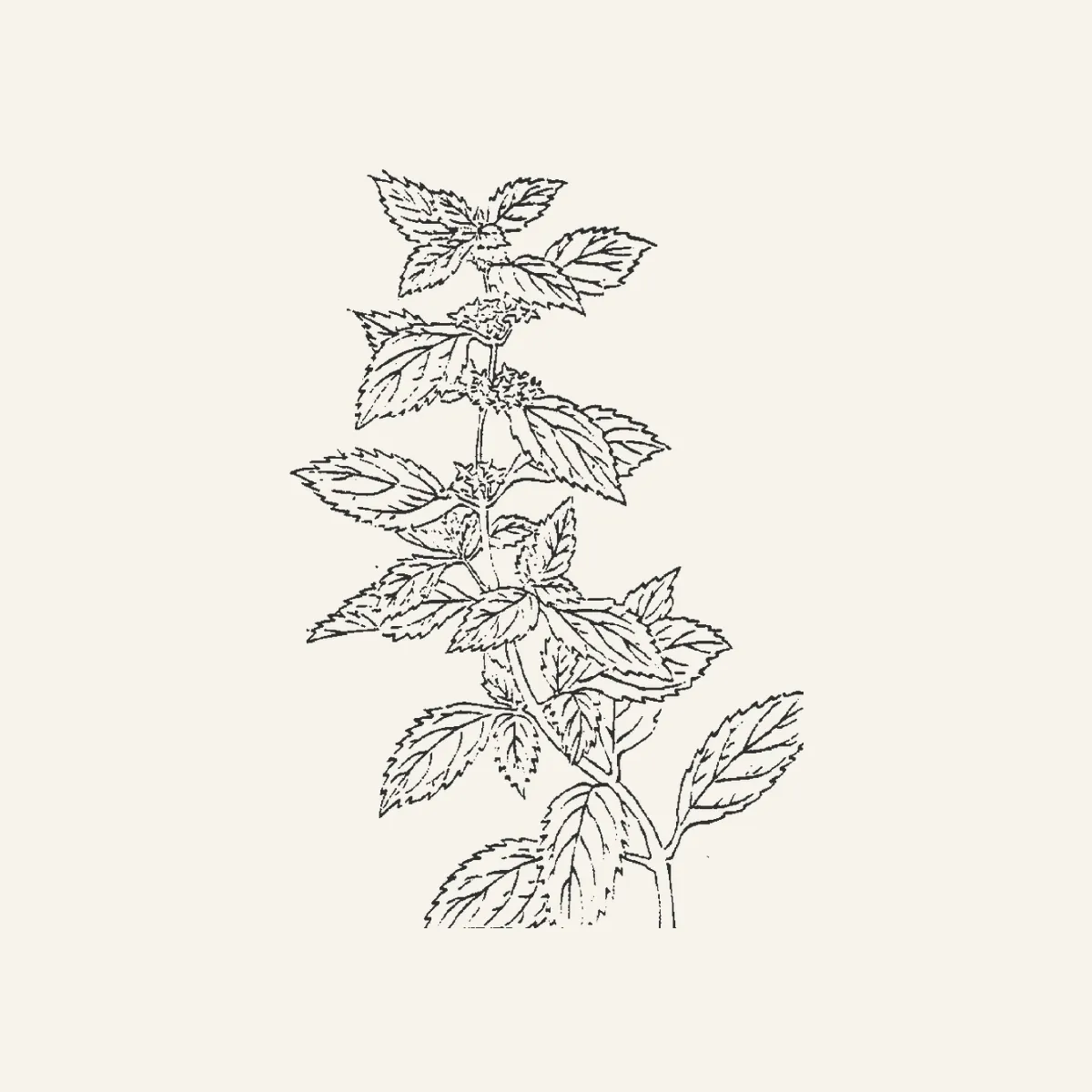 薄荷古典植物插图