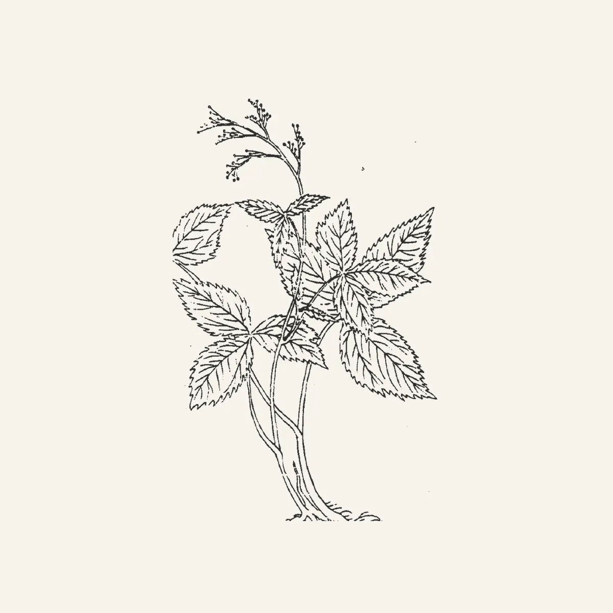 当归古典植物插图