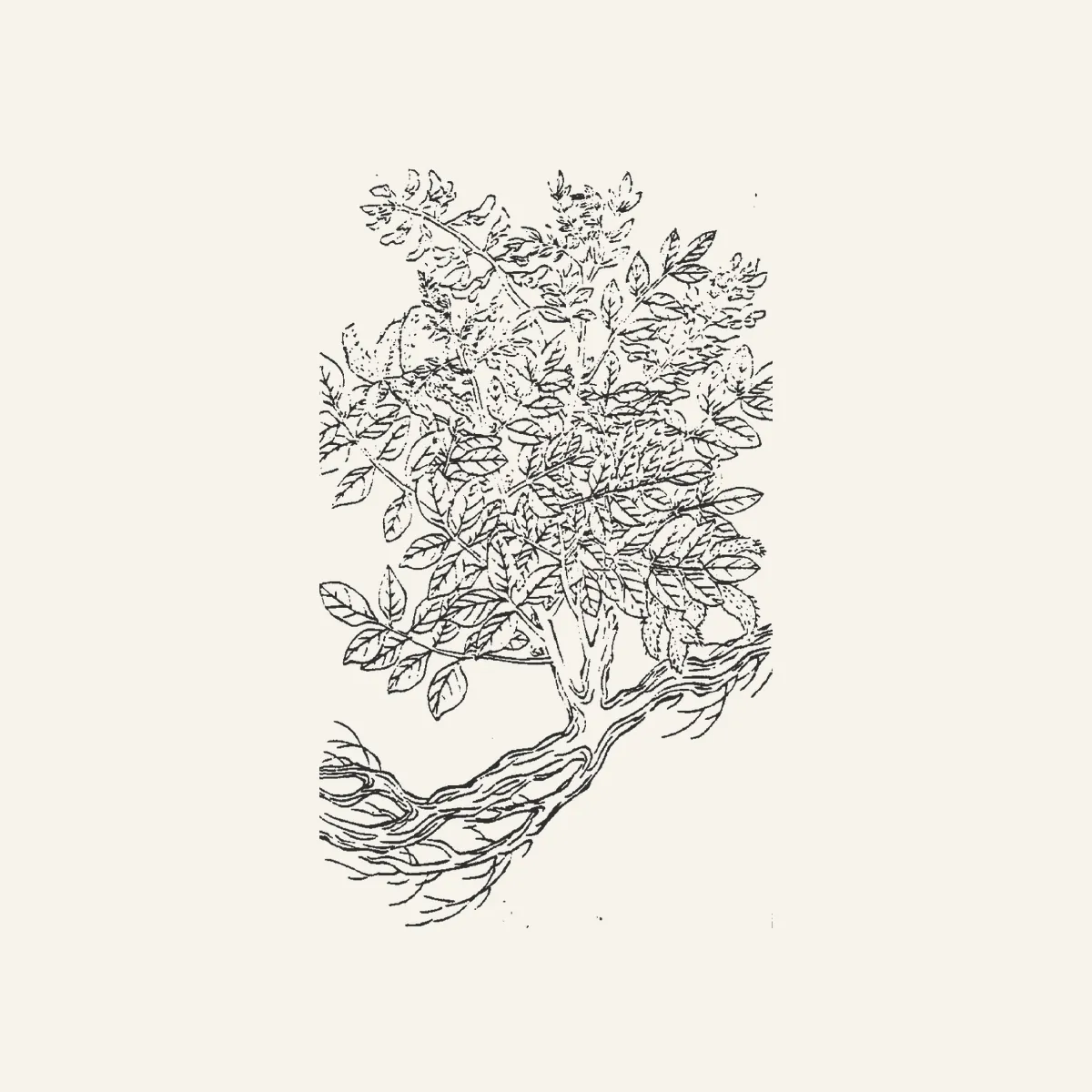 甘草古典植物插图