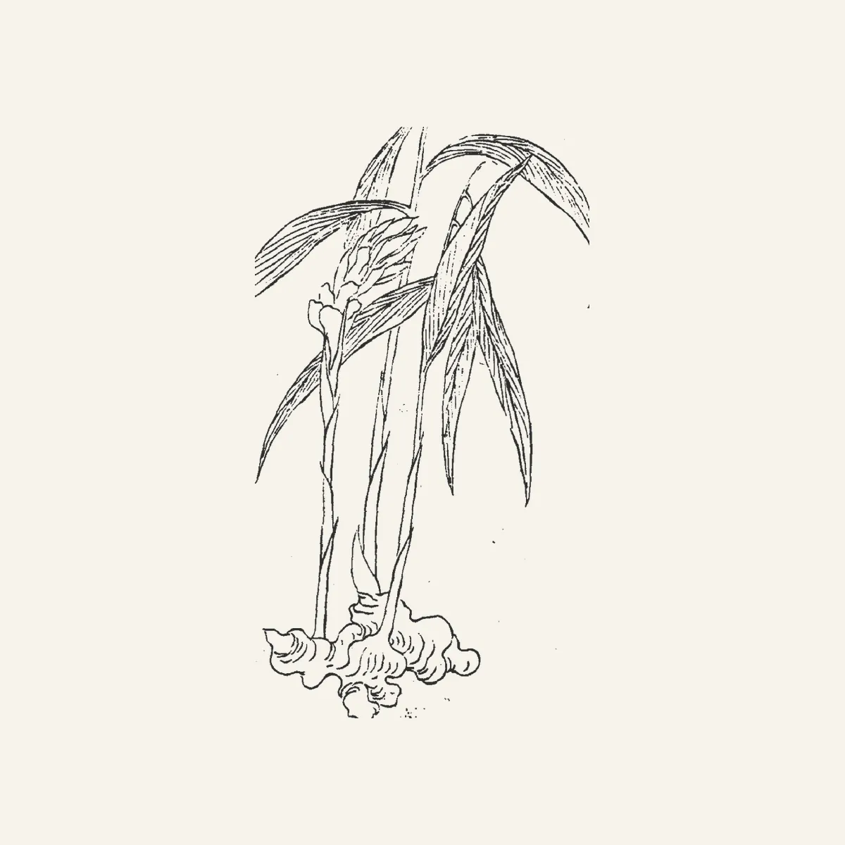 干姜古典植物插图