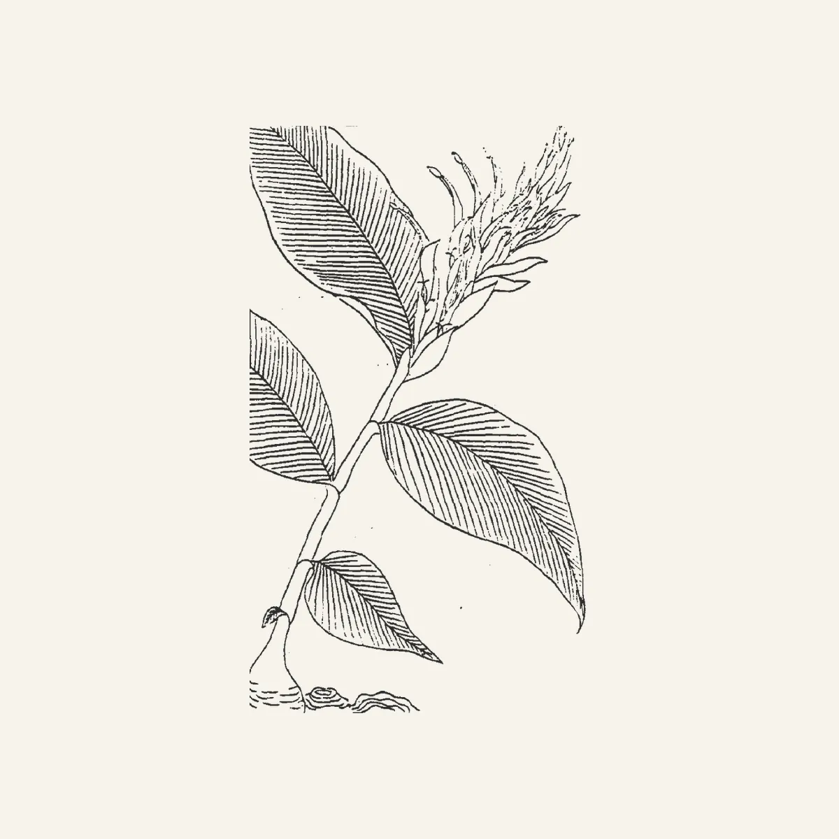 高良姜古典植物插图