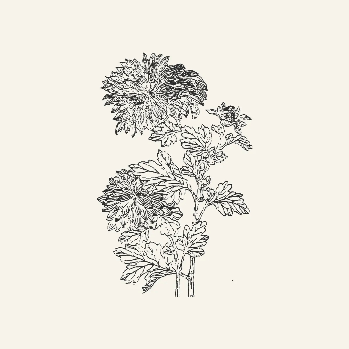 菊古典植物插图