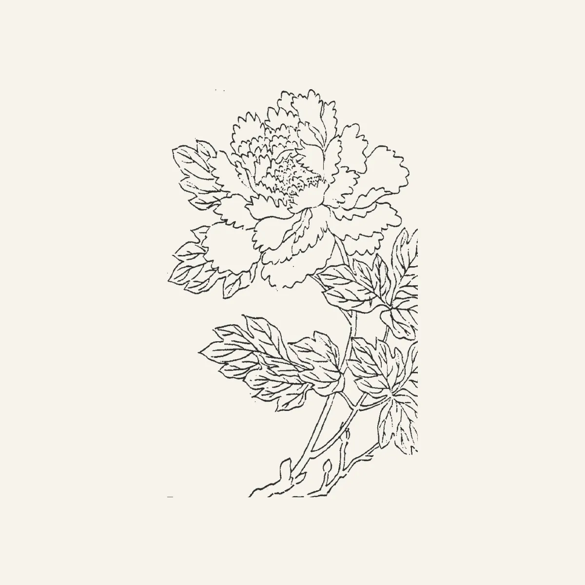 牡丹古典植物插图